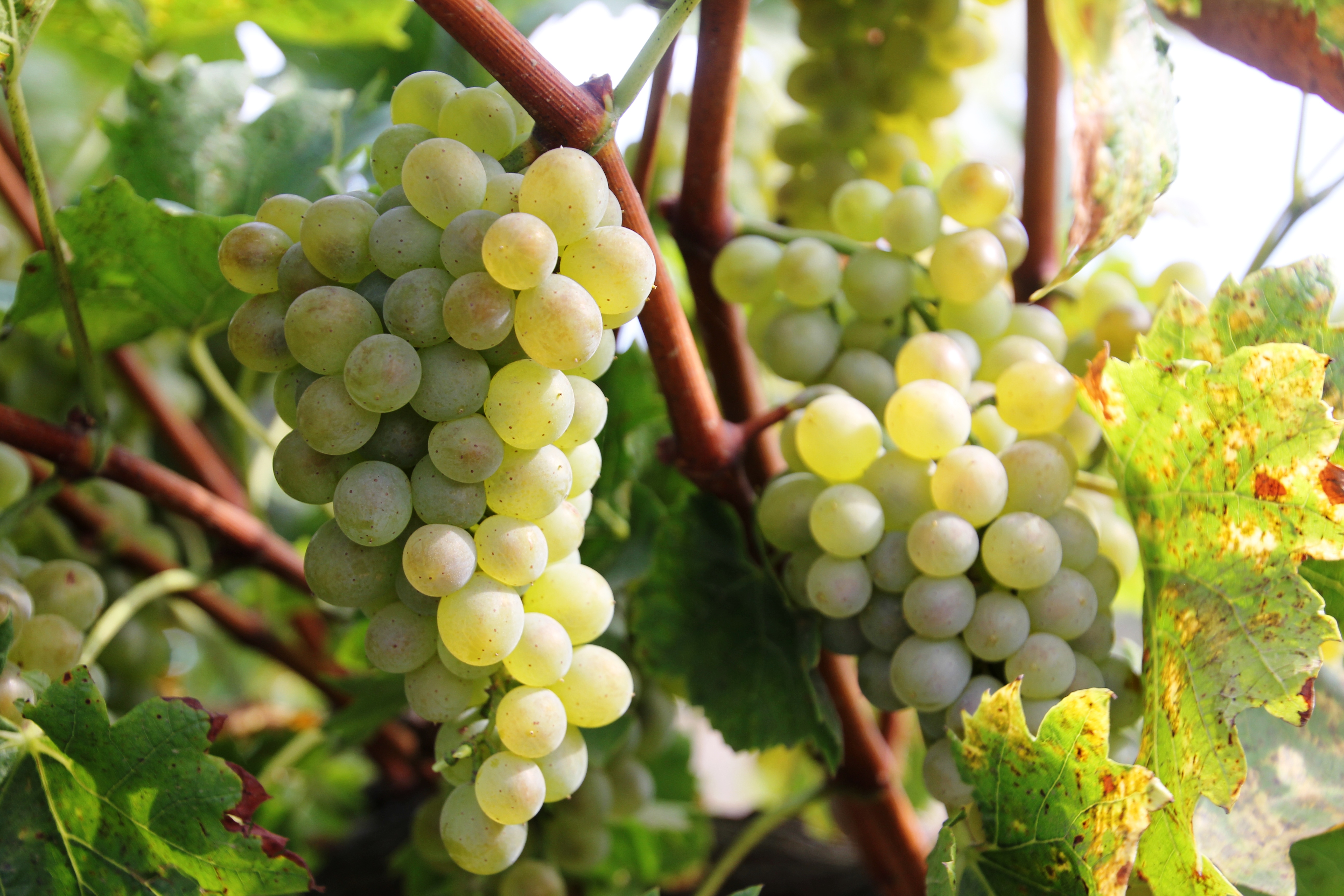 Виноградники виноград Кубань